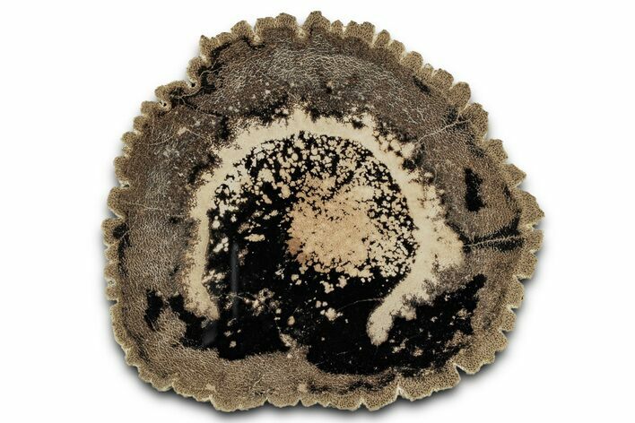 Cretaceous Petrified Palmwood Round - New Mexico #358812